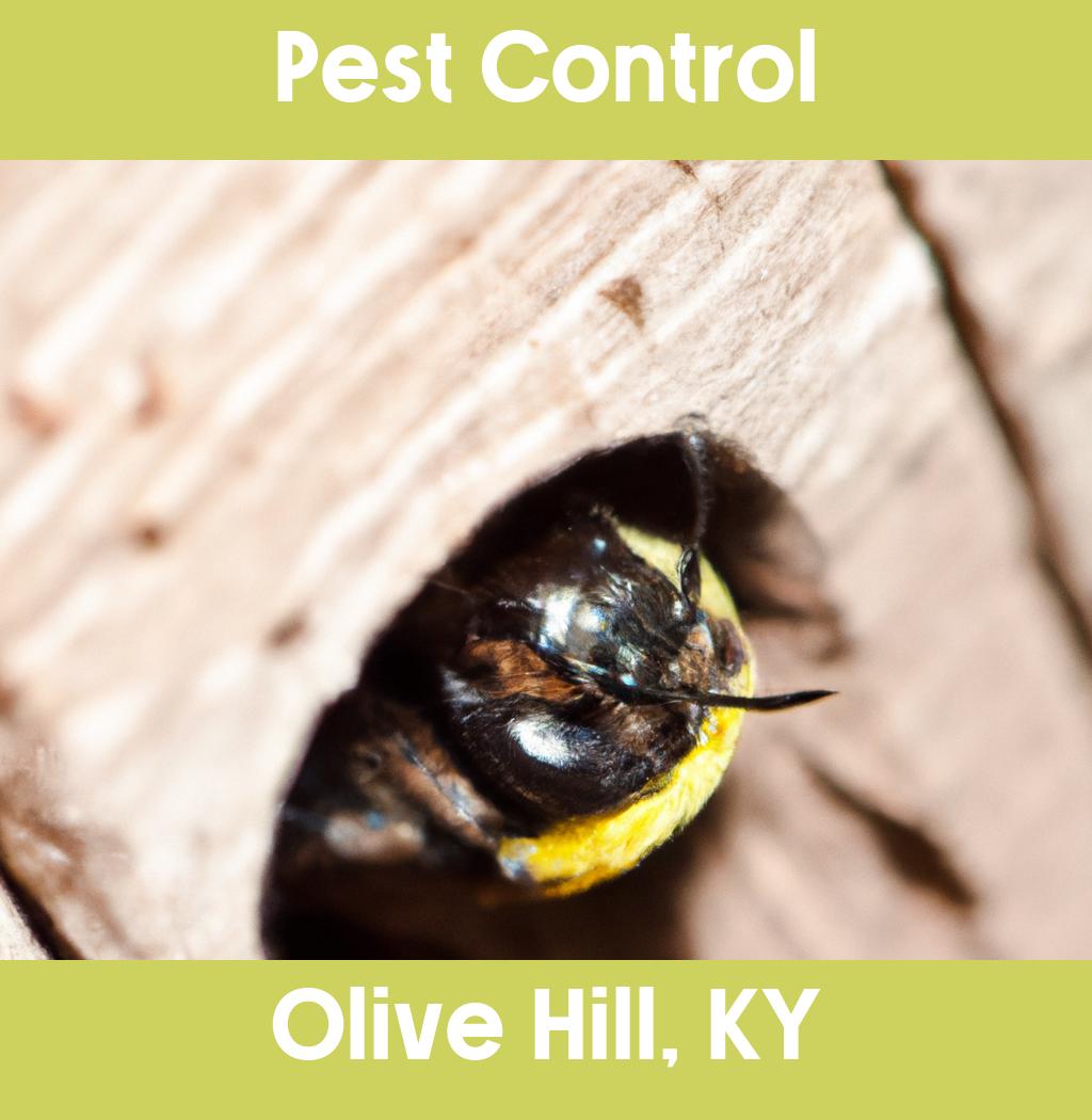 pest control in Olive Hill Kentucky