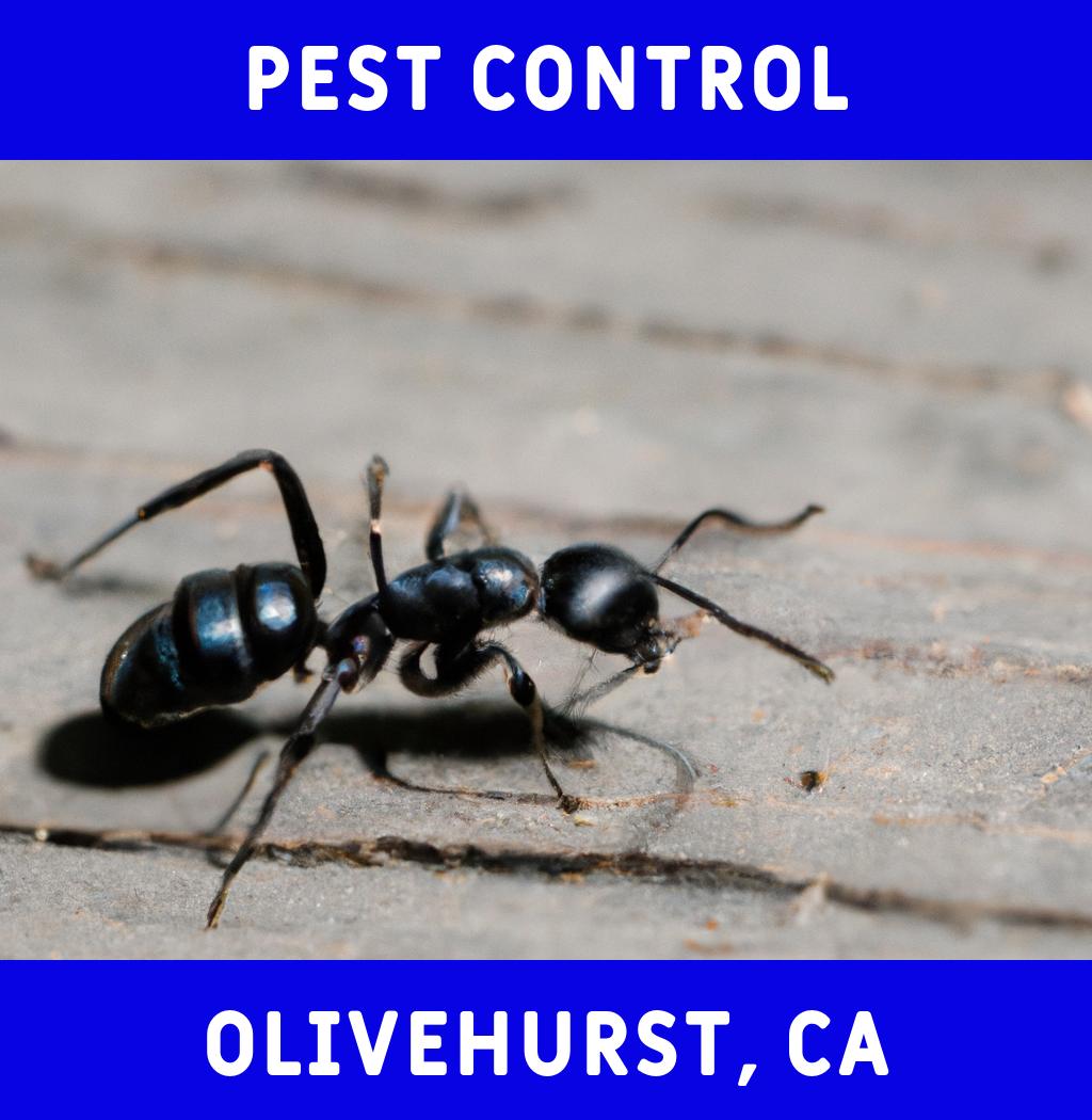 pest control in Olivehurst California