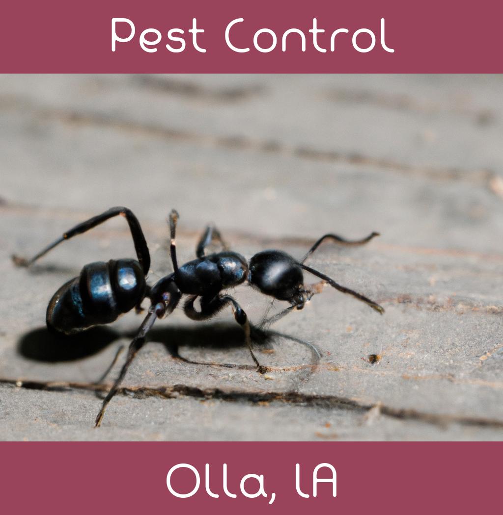 pest control in Olla Louisiana