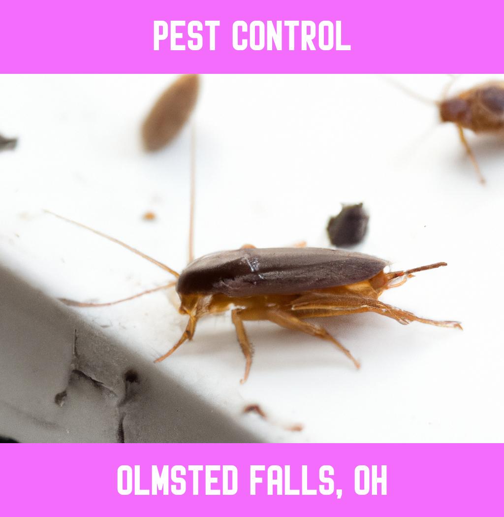 pest control in Olmsted Falls Ohio