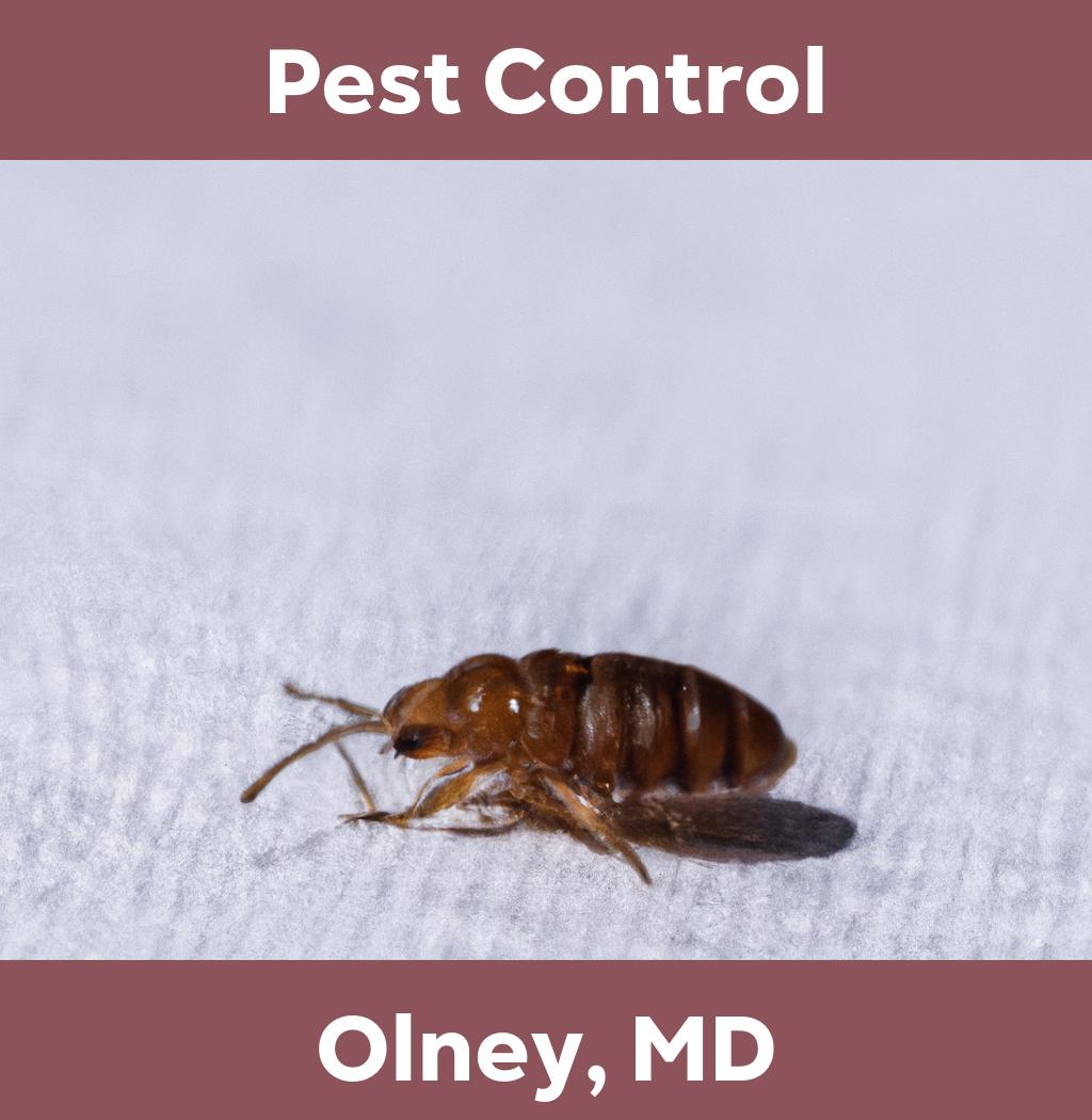 pest control in Olney Maryland