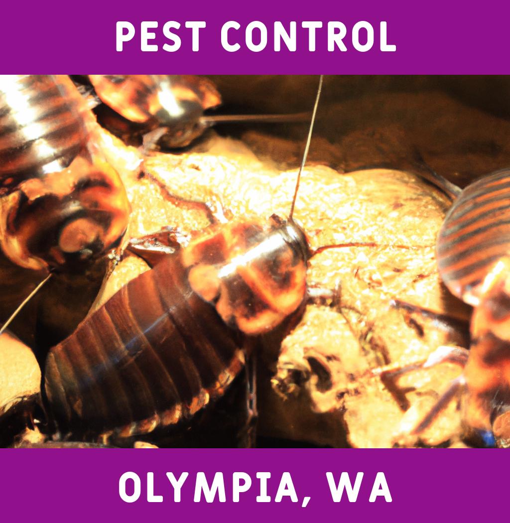 pest control in Olympia Washington