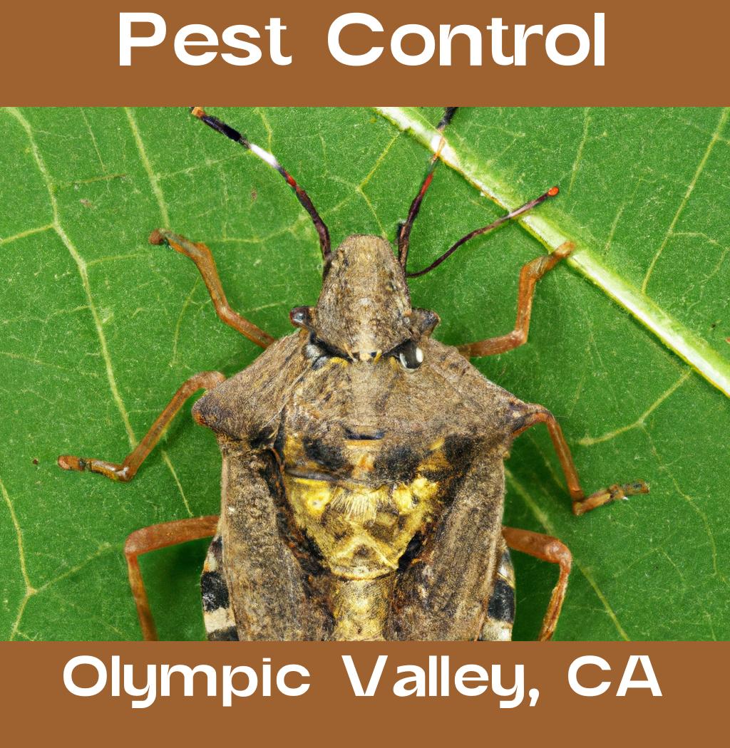 pest control in Olympic Valley California