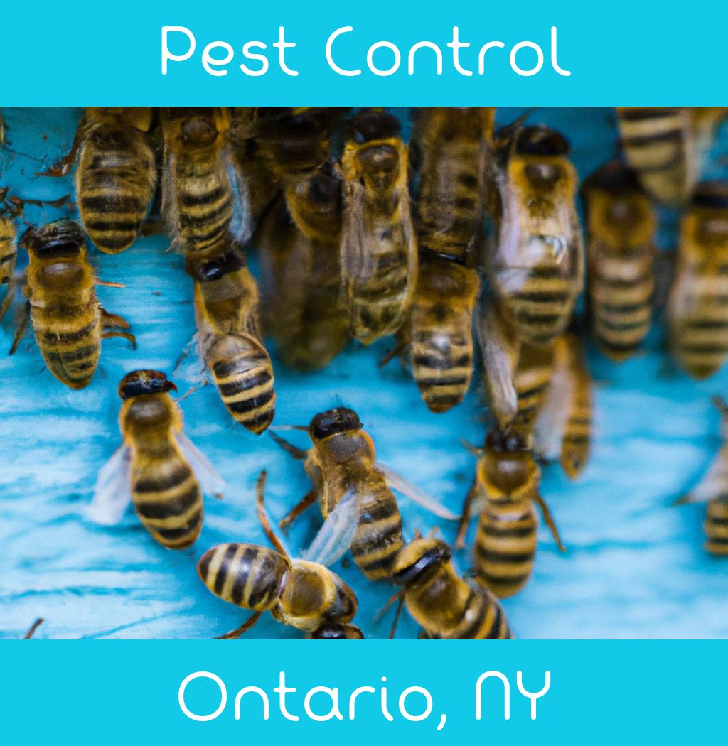 pest control in Ontario New York