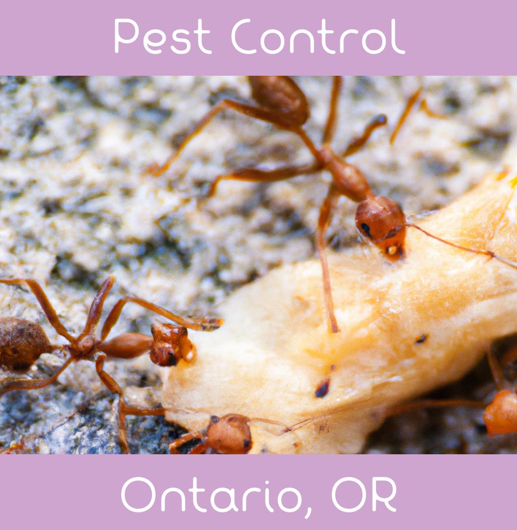 pest control in Ontario Oregon