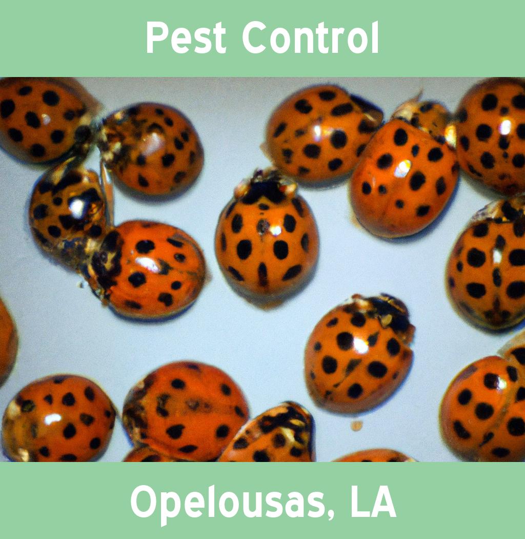 pest control in Opelousas Louisiana