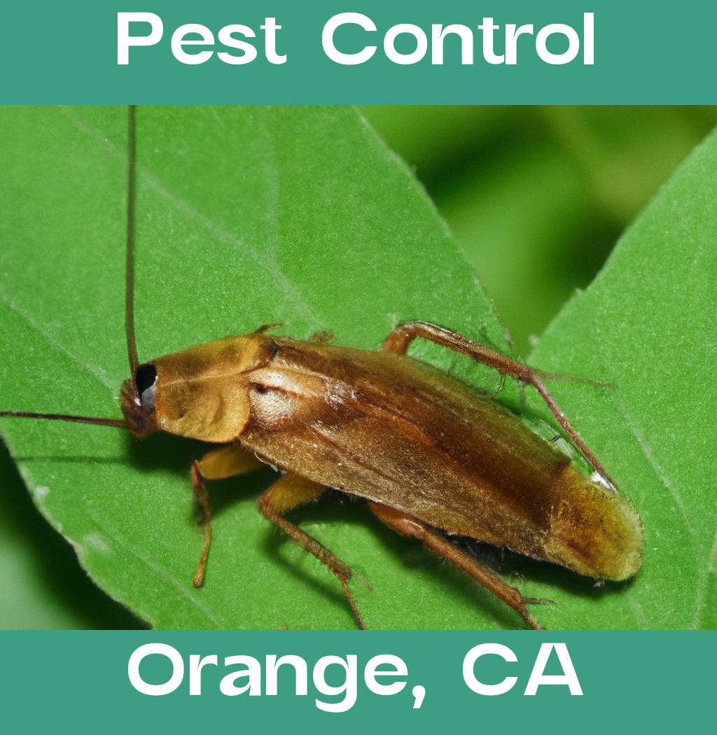 pest control in Orange California