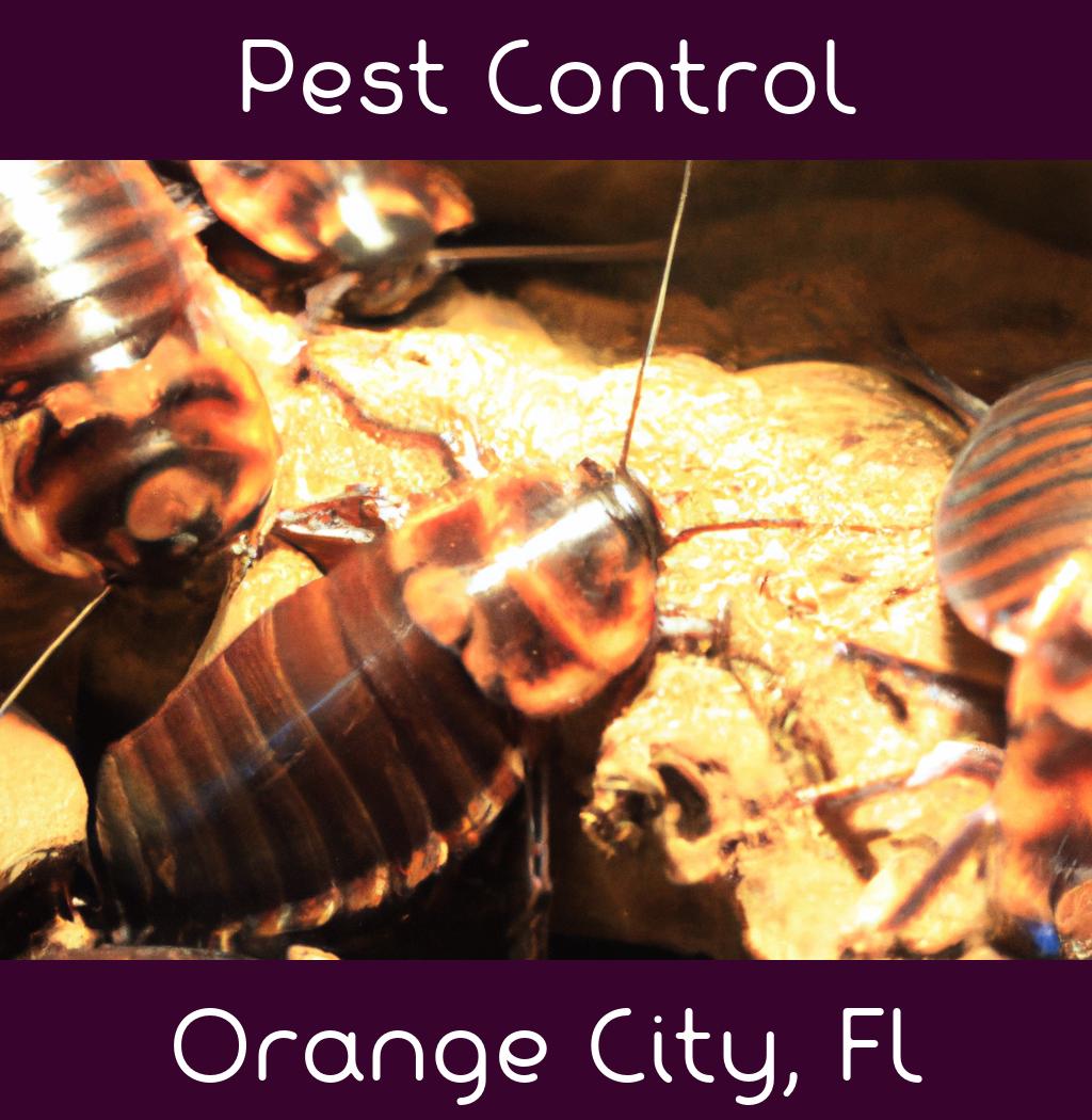 pest control in Orange City Florida