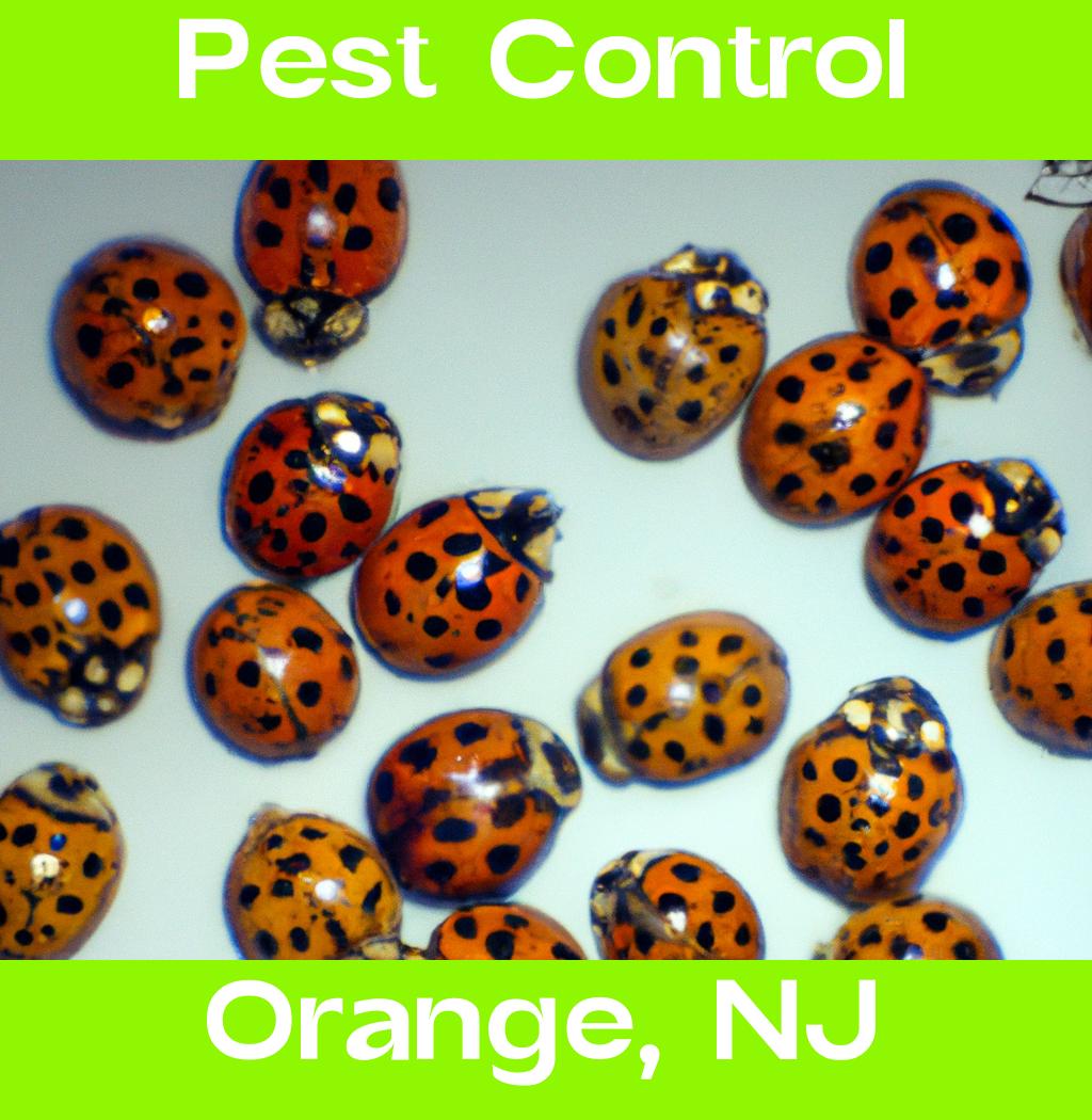 pest control in Orange New Jersey