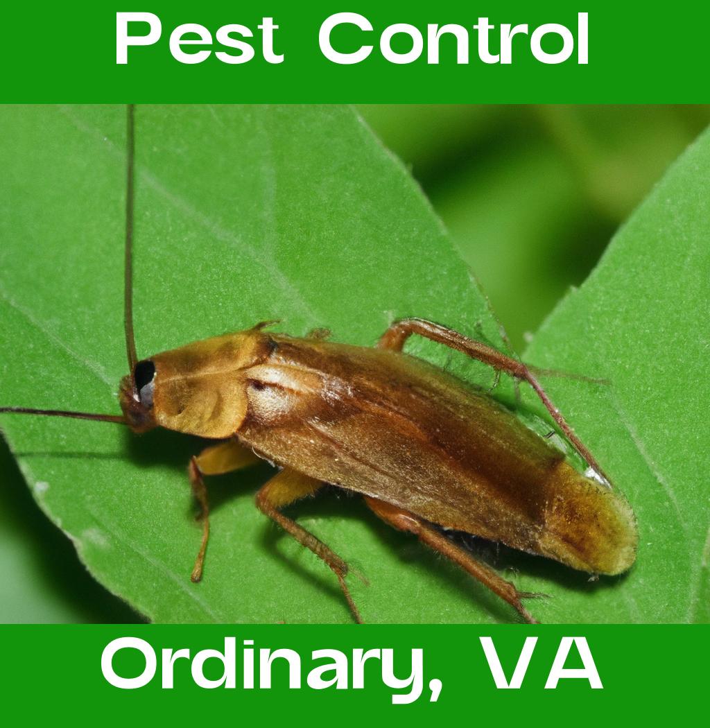 pest control in Ordinary Virginia