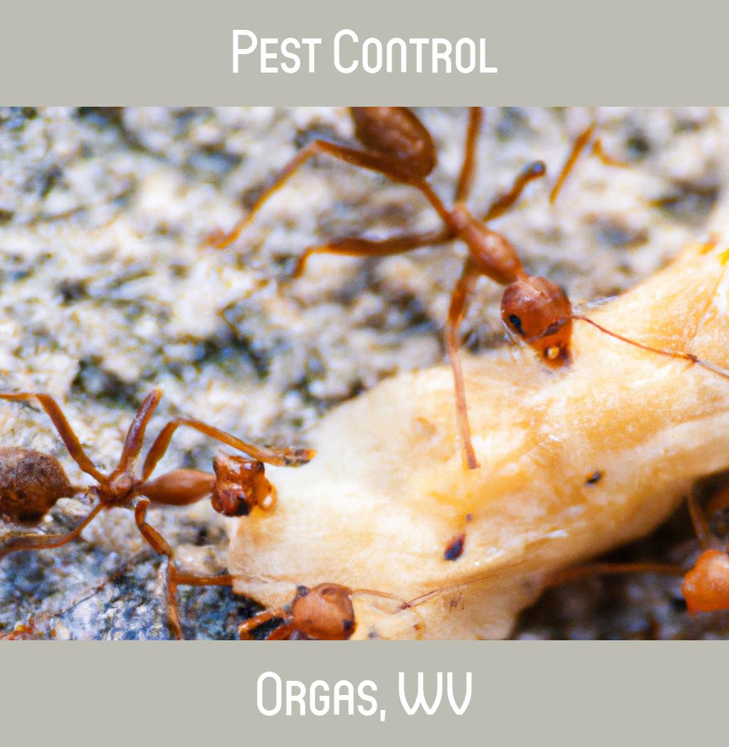 pest control in Orgas West Virginia