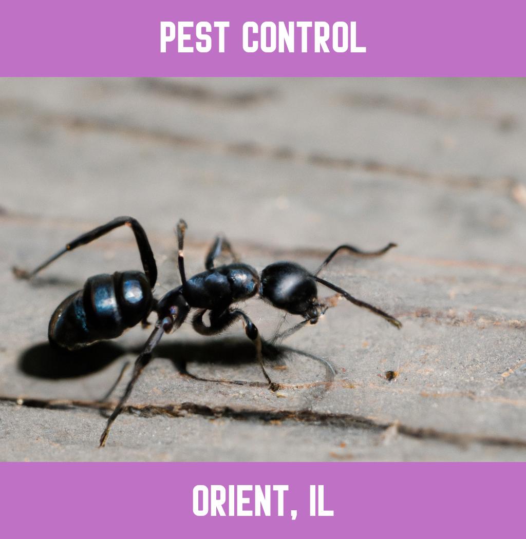 pest control in Orient Illinois