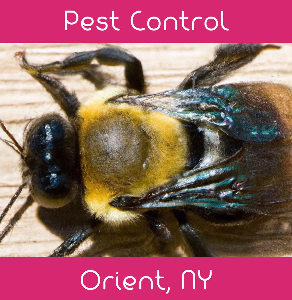 pest control in Orient New York