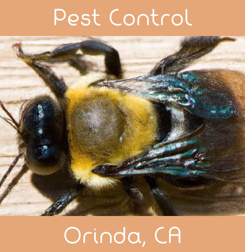 pest control in Orinda California