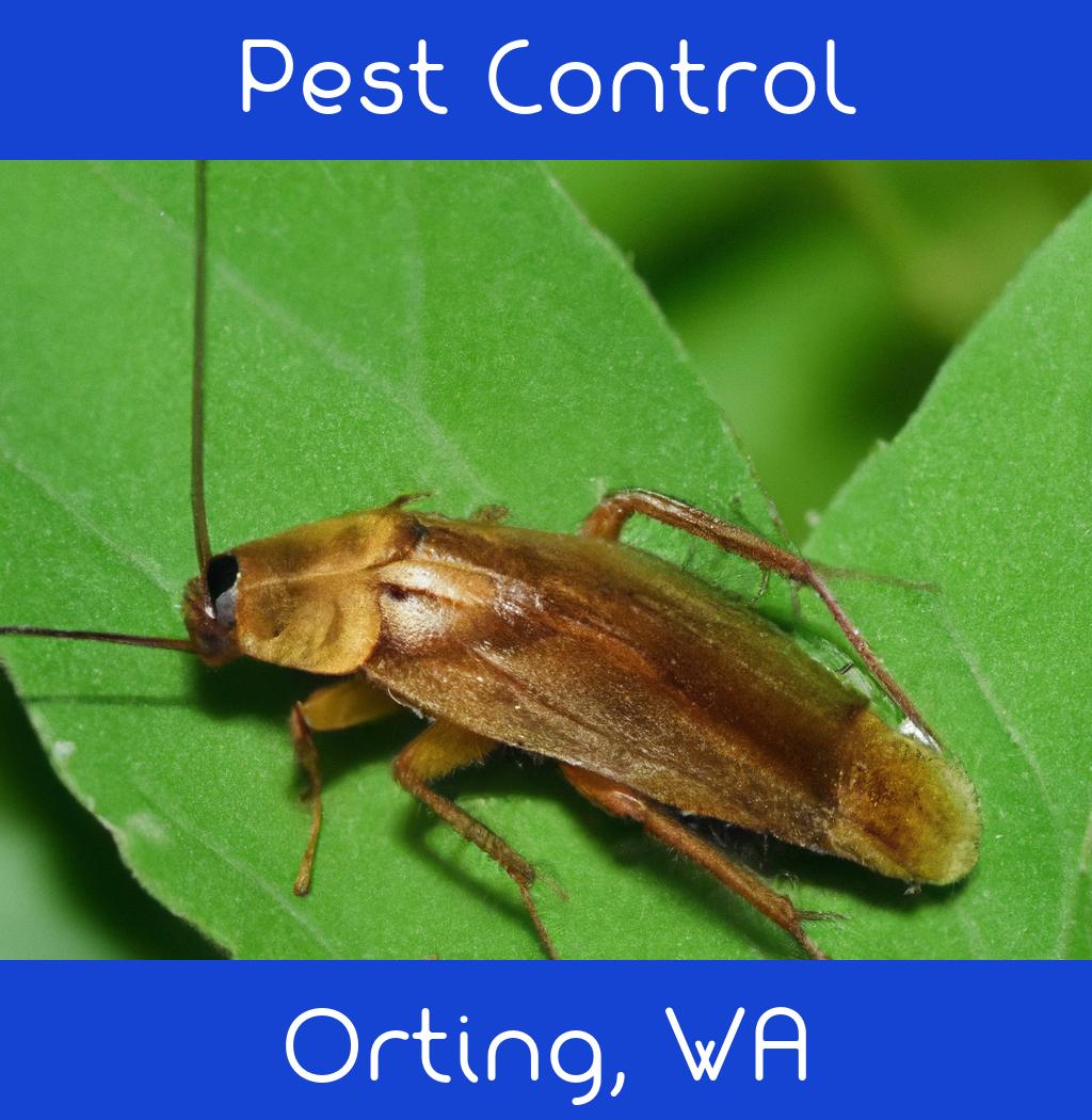 pest control in Orting Washington