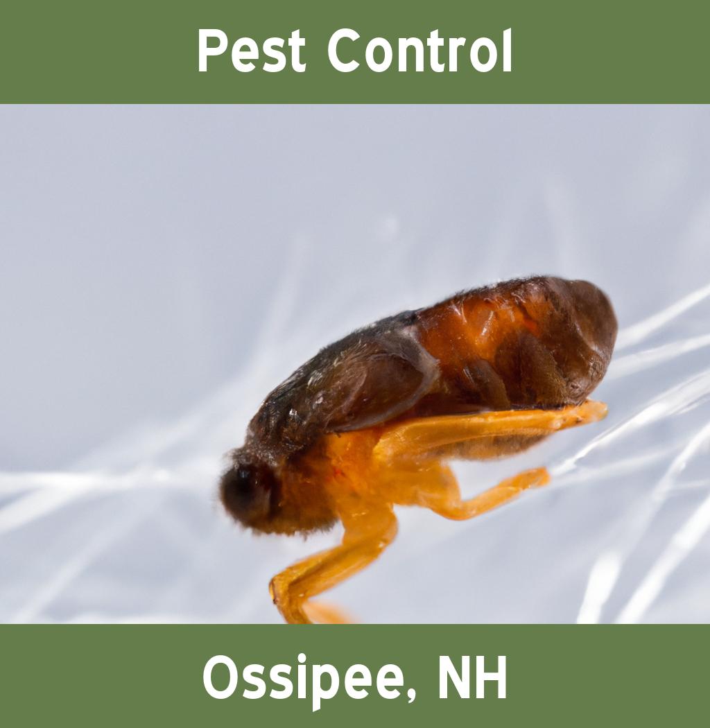 pest control in Ossipee New Hampshire