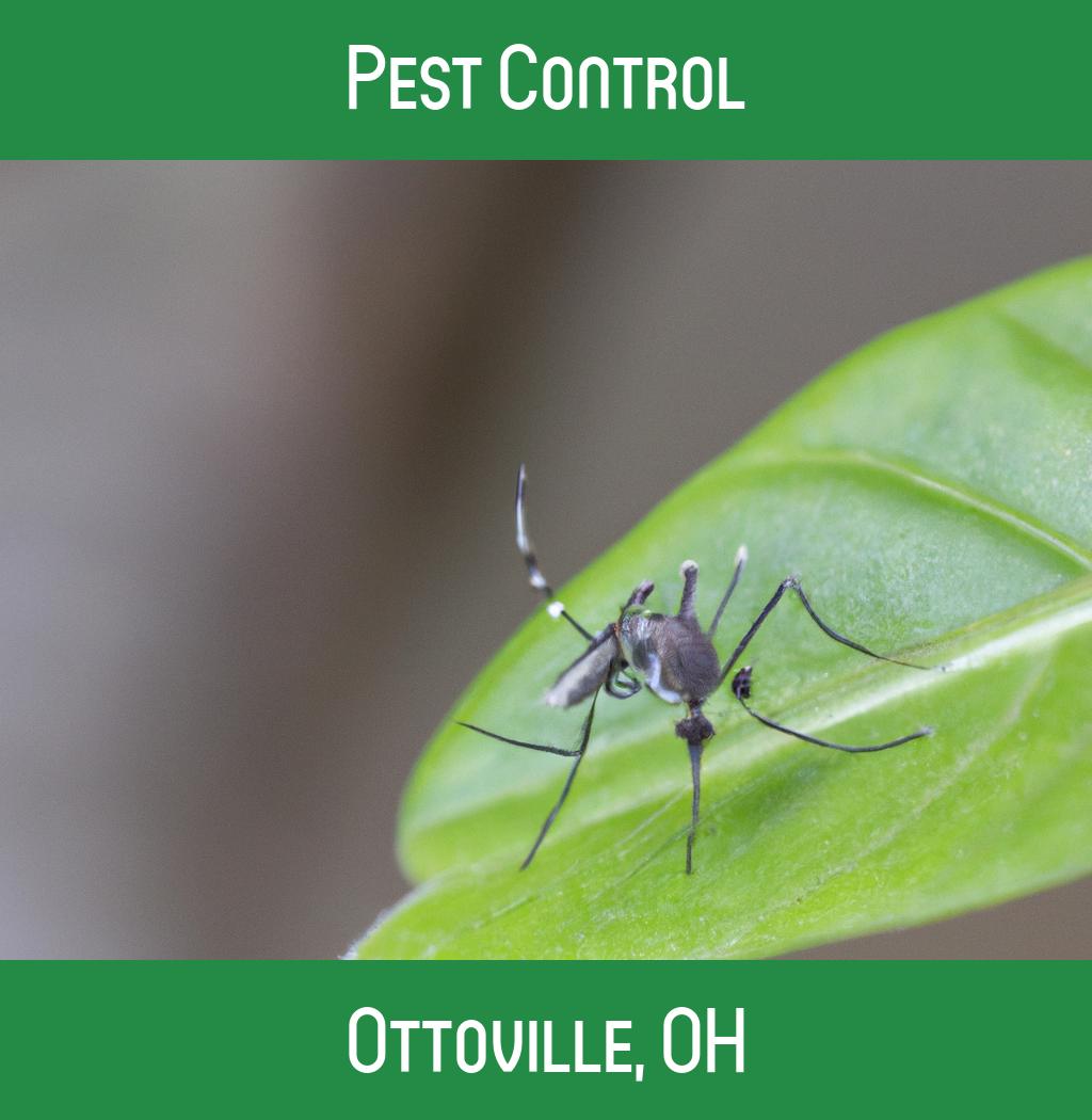 pest control in Ottoville Ohio