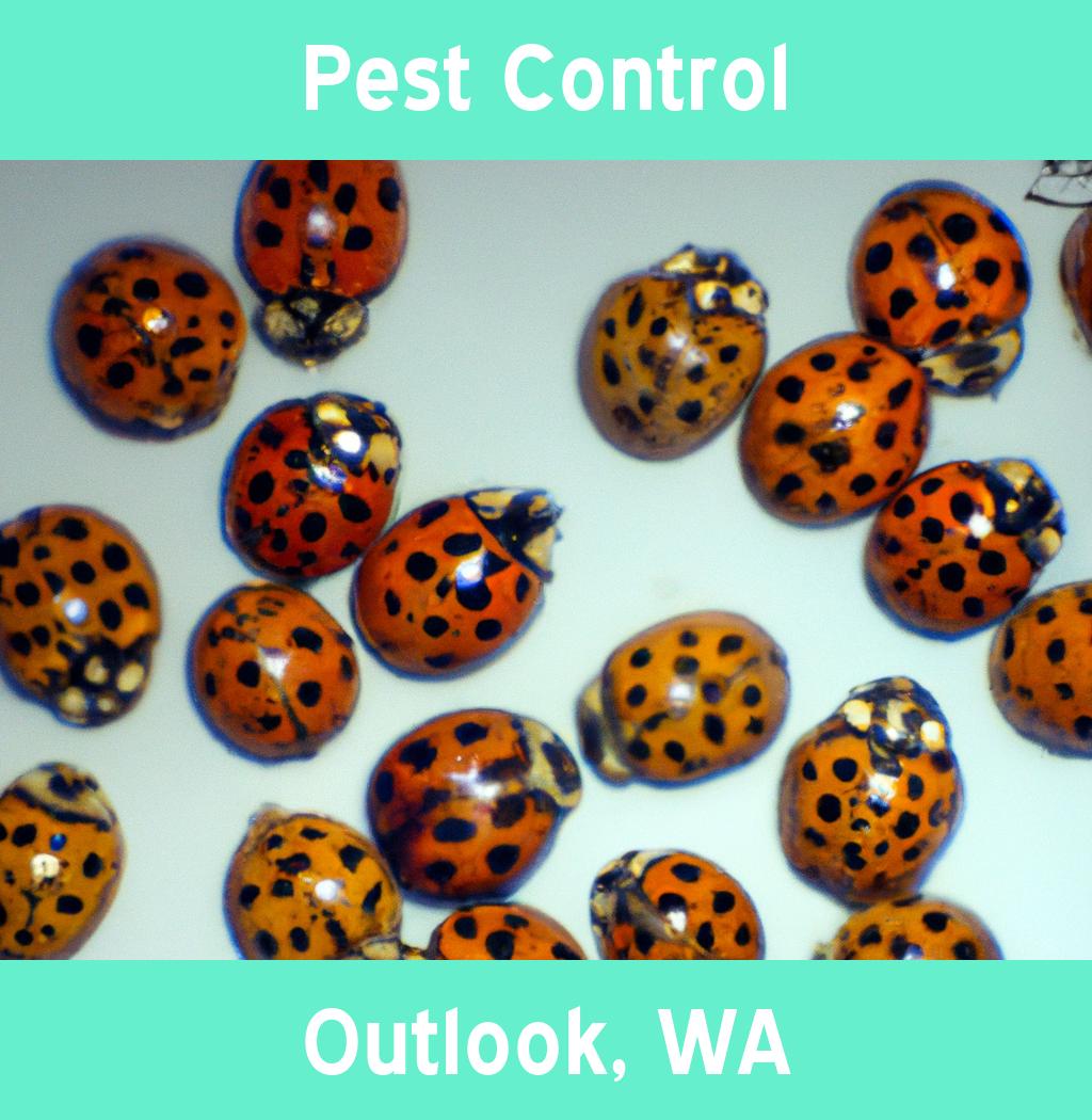 pest control in Outlook Washington