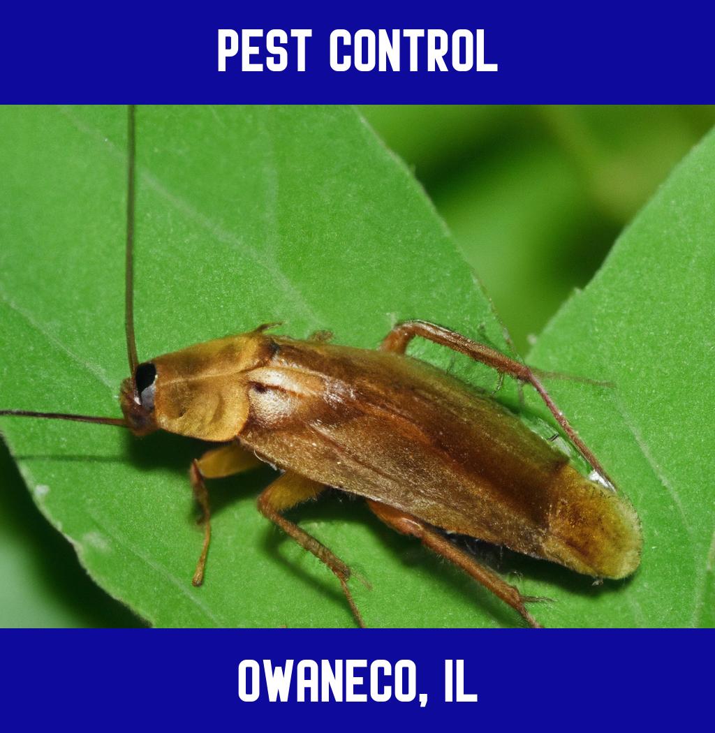 pest control in Owaneco Illinois