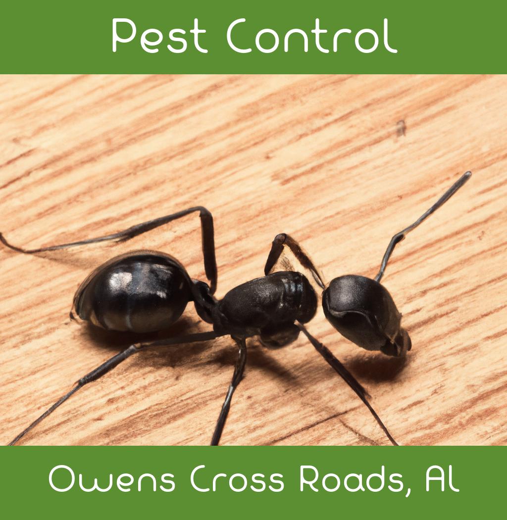 pest control in Owens Cross Roads Alabama