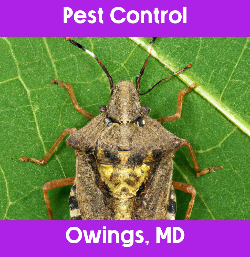 pest control in Owings Maryland