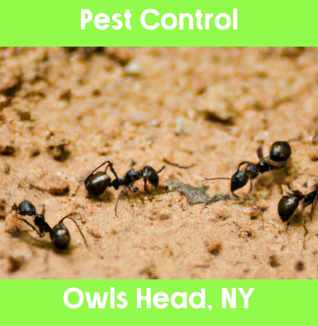 pest control in Owls Head New York