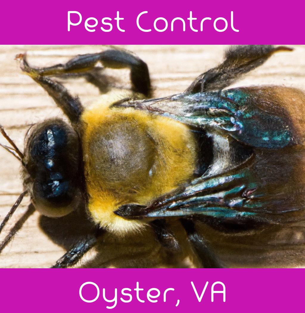 pest control in Oyster Virginia