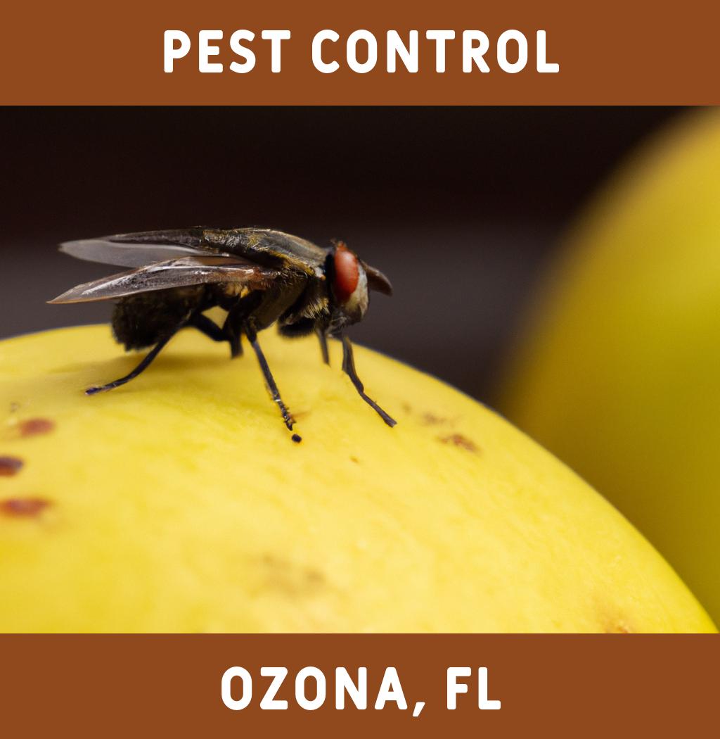 pest control in Ozona Florida