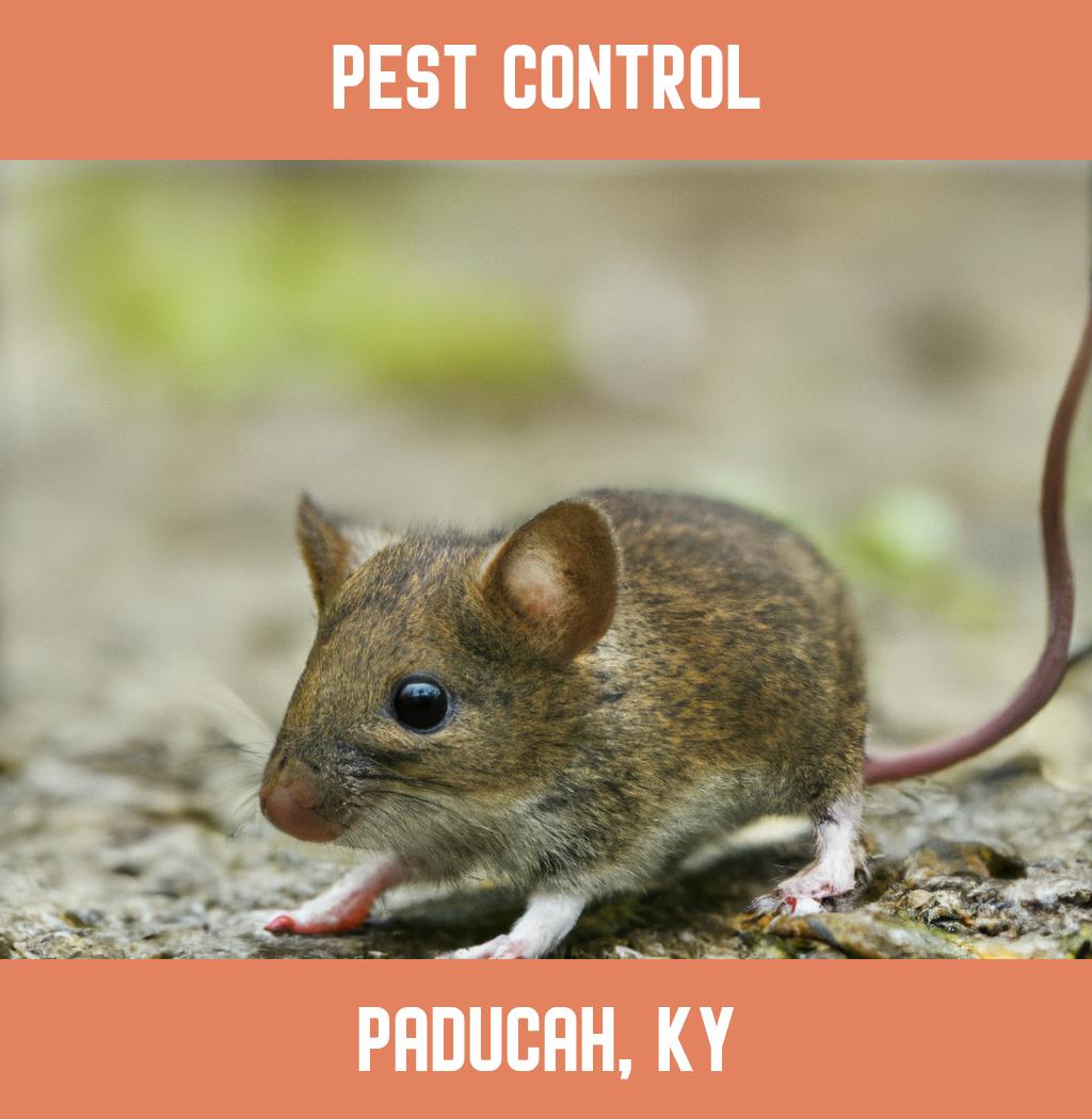 pest control in Paducah Kentucky