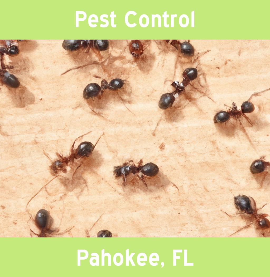 pest control in Pahokee Florida