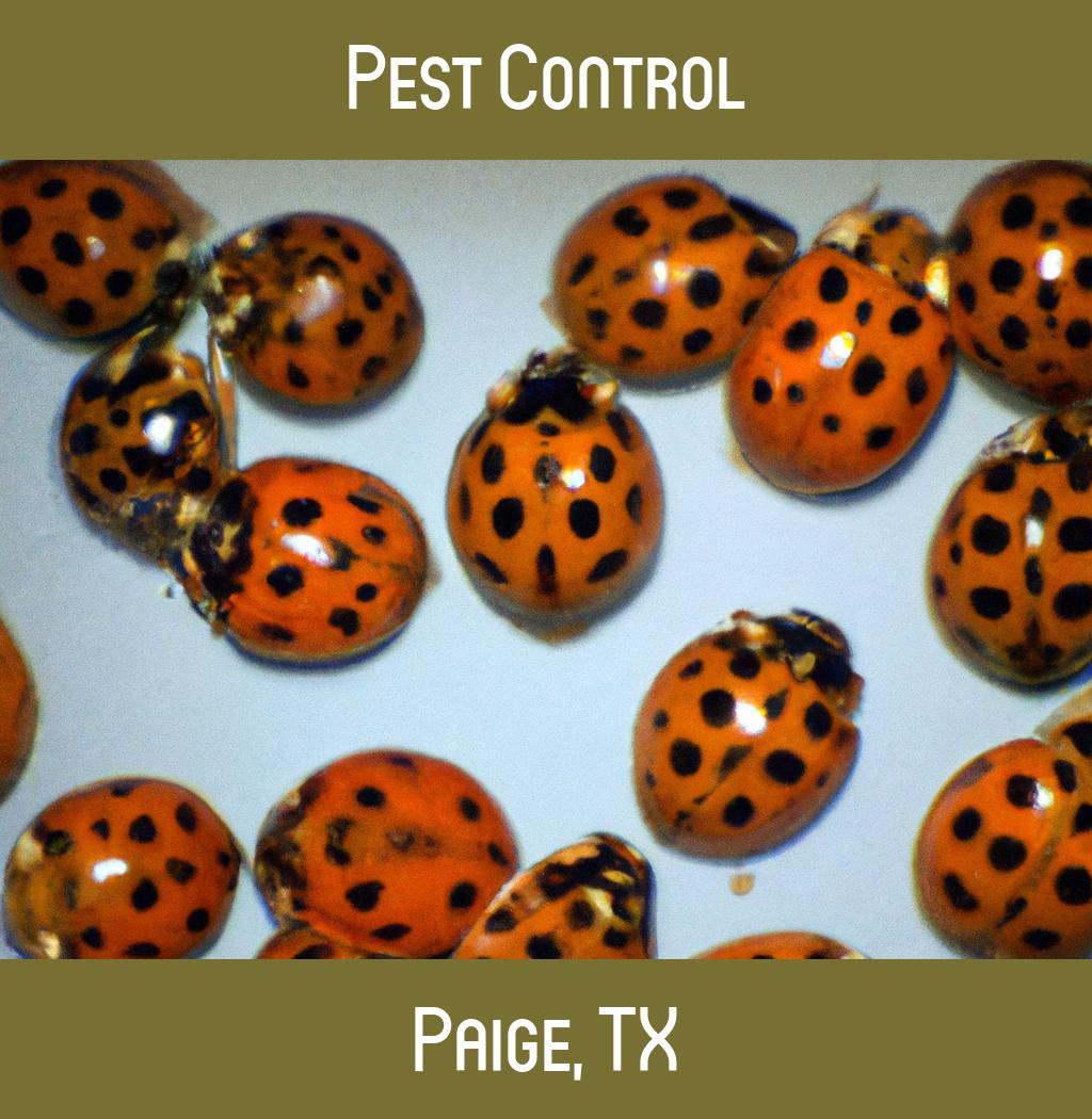 pest control in Paige Texas