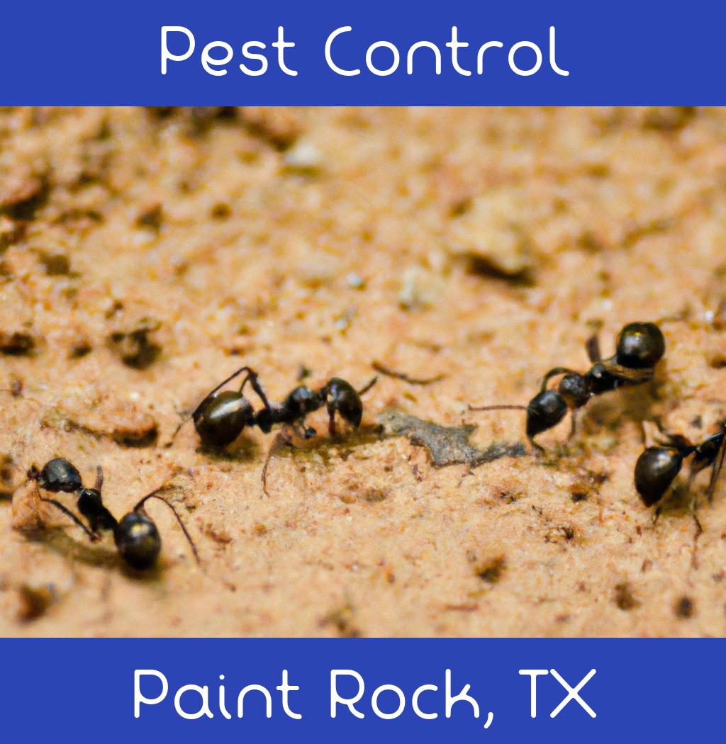 pest control in Paint Rock Texas