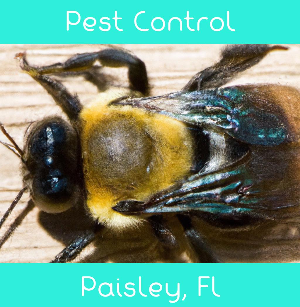 pest control in Paisley Florida