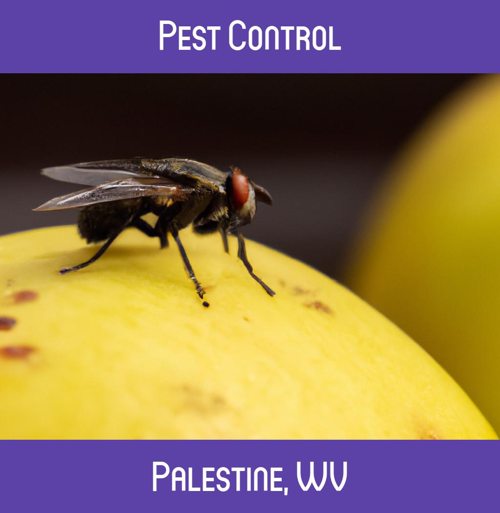 pest control in Palestine West Virginia