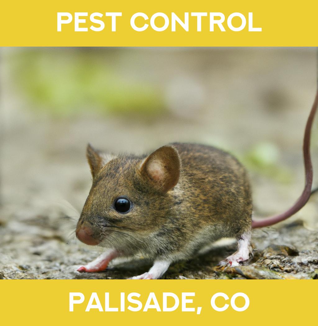 pest control in Palisade Colorado