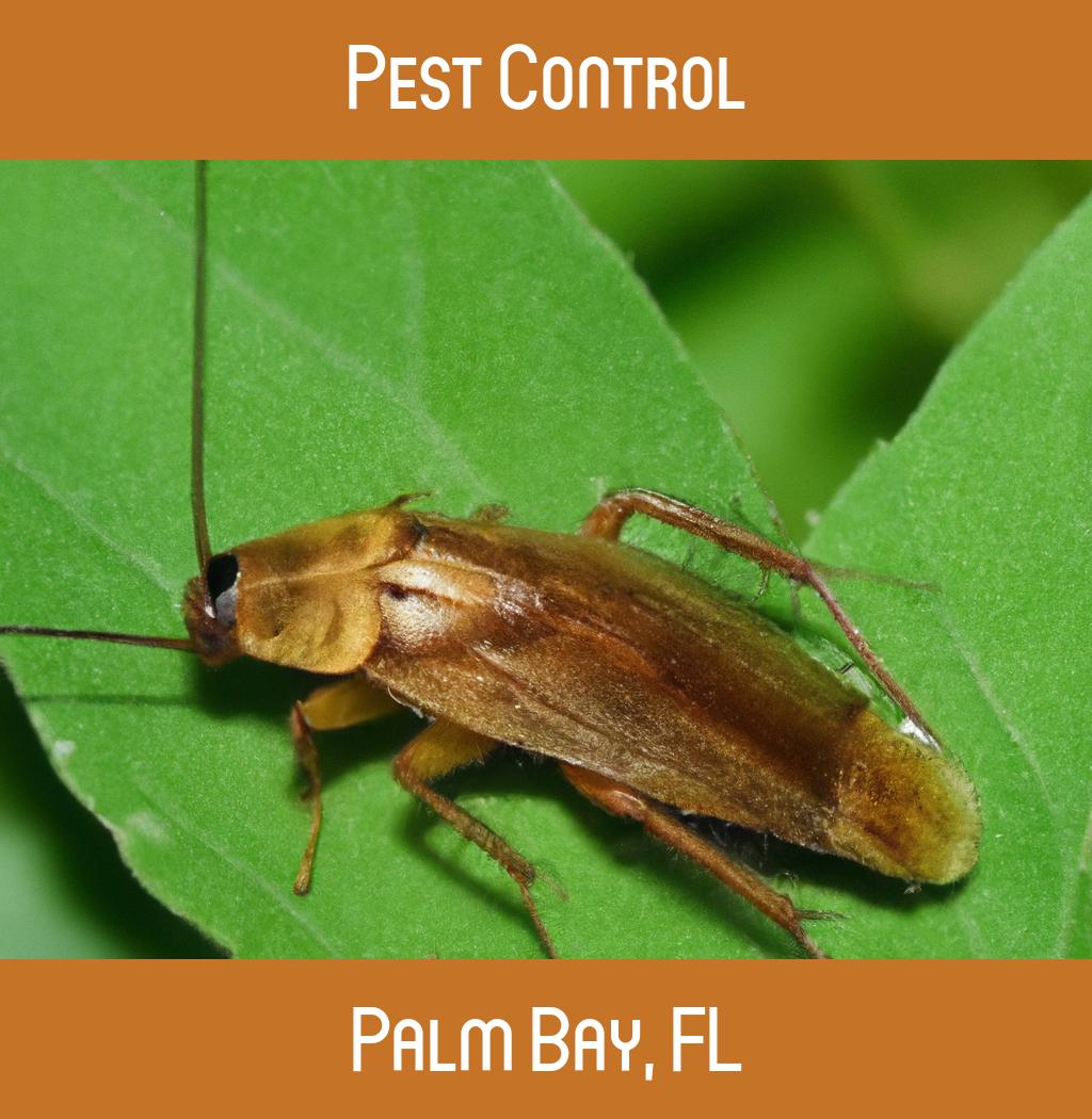 pest control in Palm Bay Florida