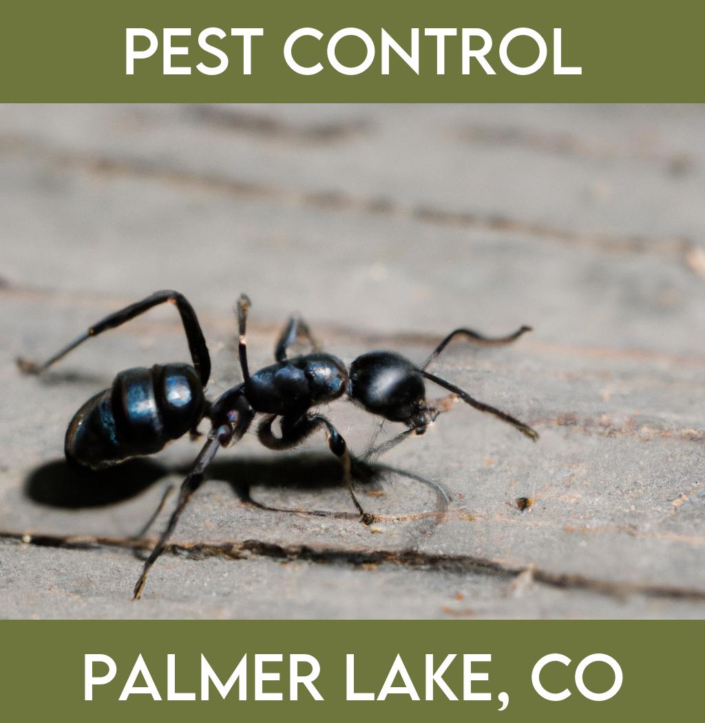 pest control in Palmer Lake Colorado