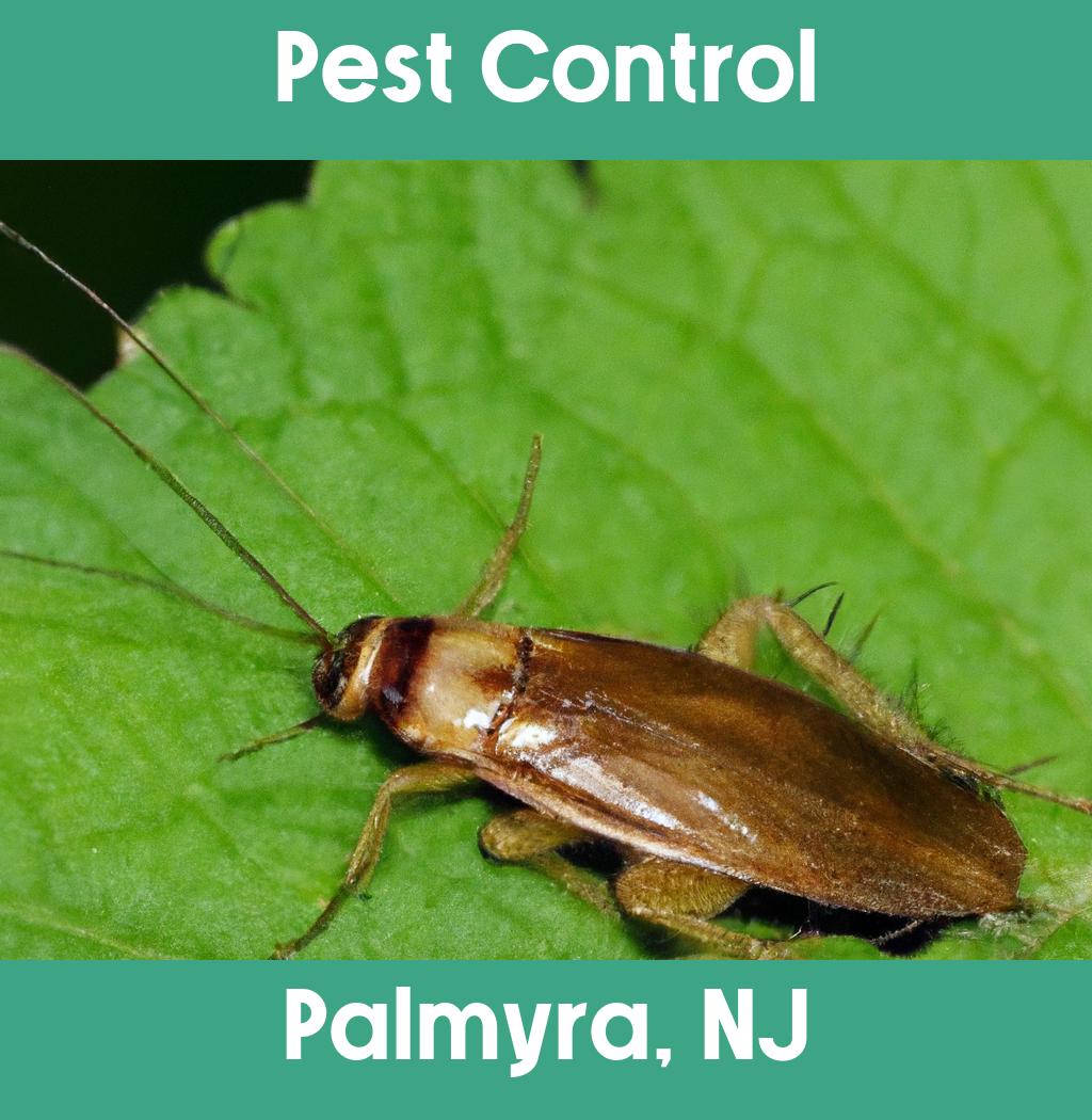 pest control in Palmyra New Jersey