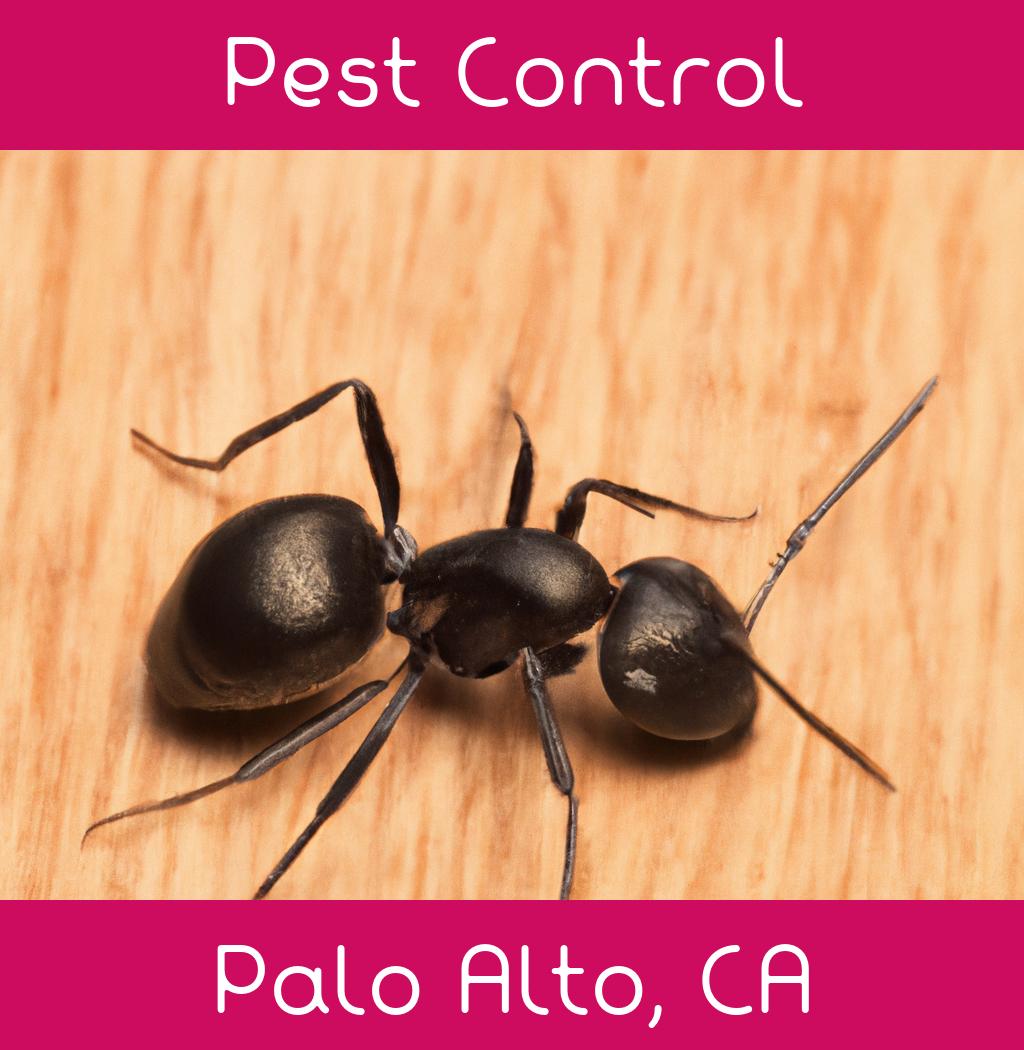 pest control in Palo Alto California