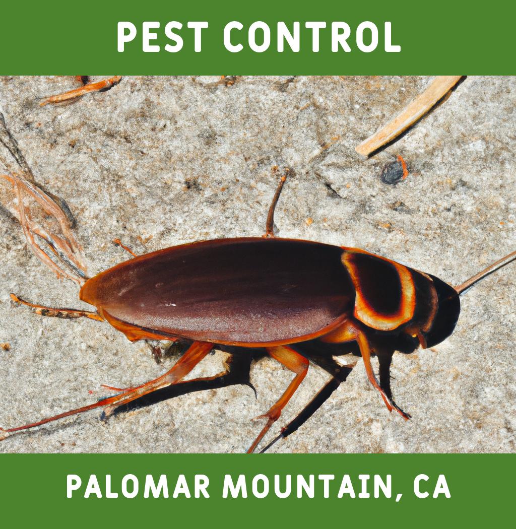 pest control in Palomar Mountain California