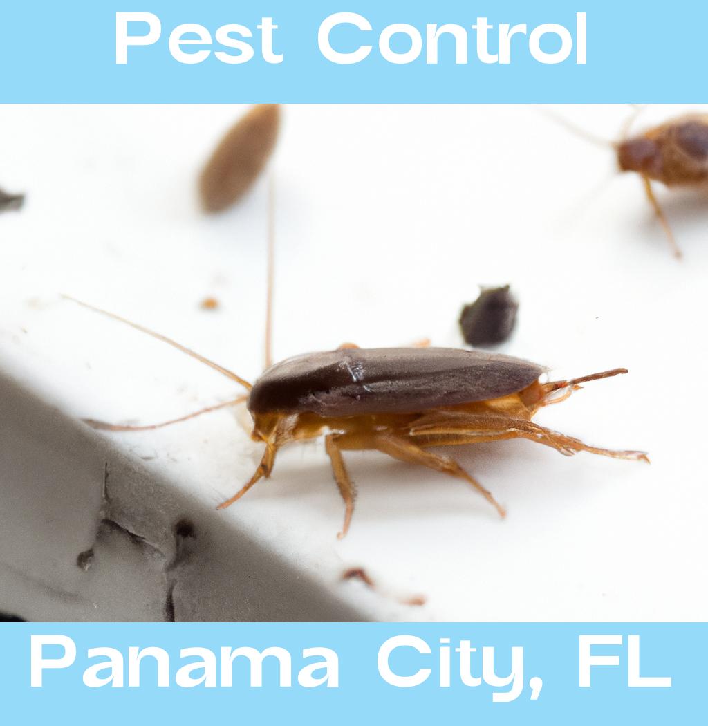 pest control in Panama City Florida