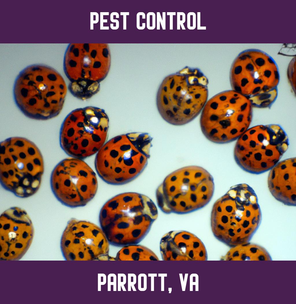 pest control in Parrott Virginia