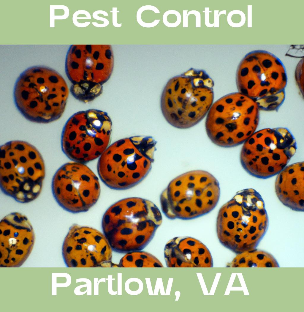 pest control in Partlow Virginia