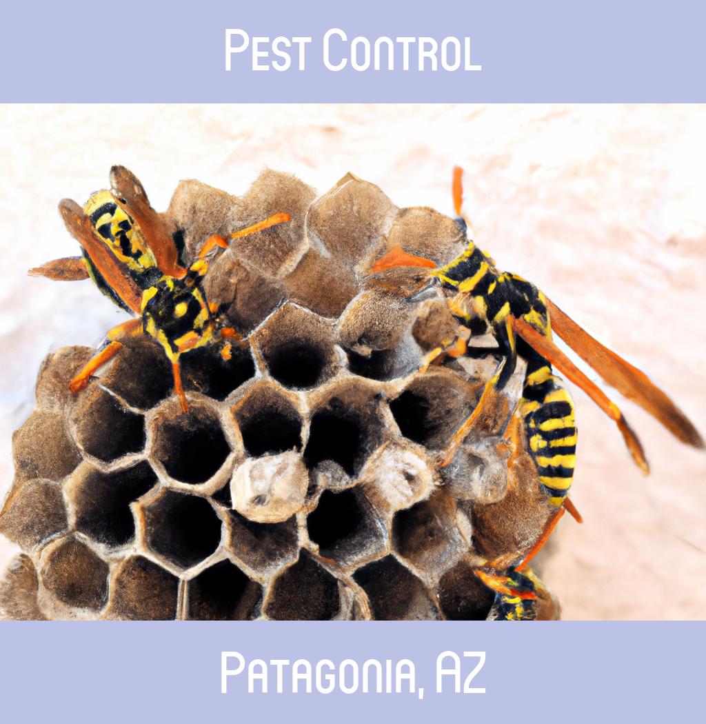 pest control in Patagonia Arizona