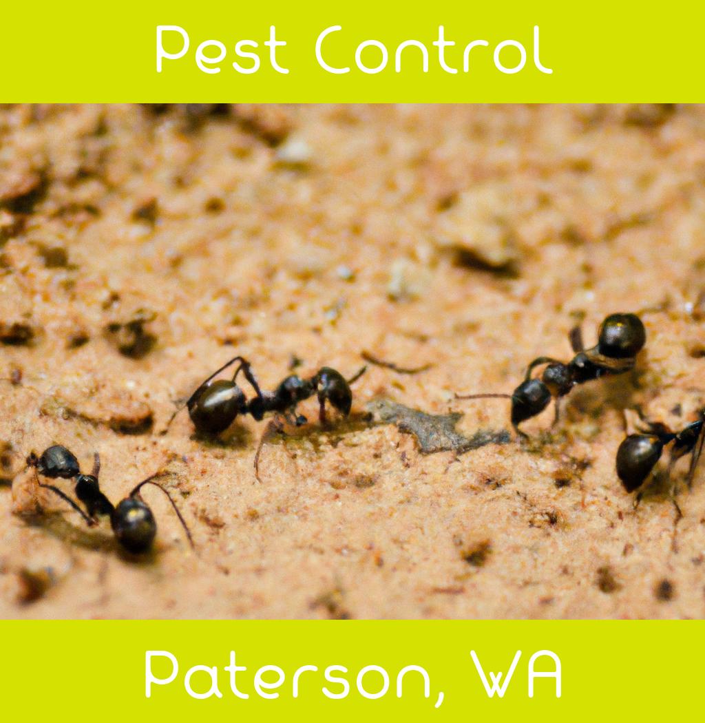 pest control in Paterson Washington