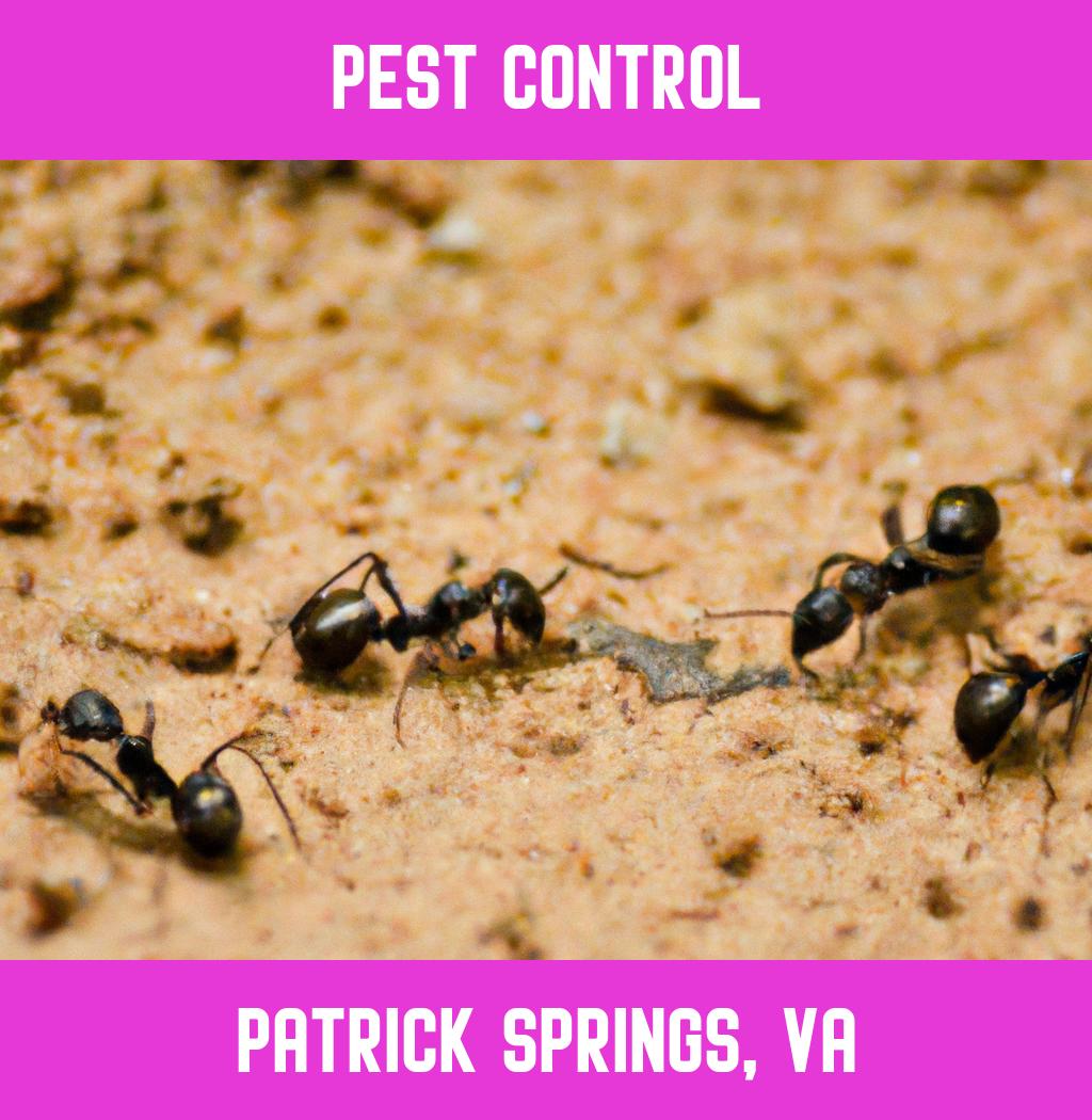 pest control in Patrick Springs Virginia
