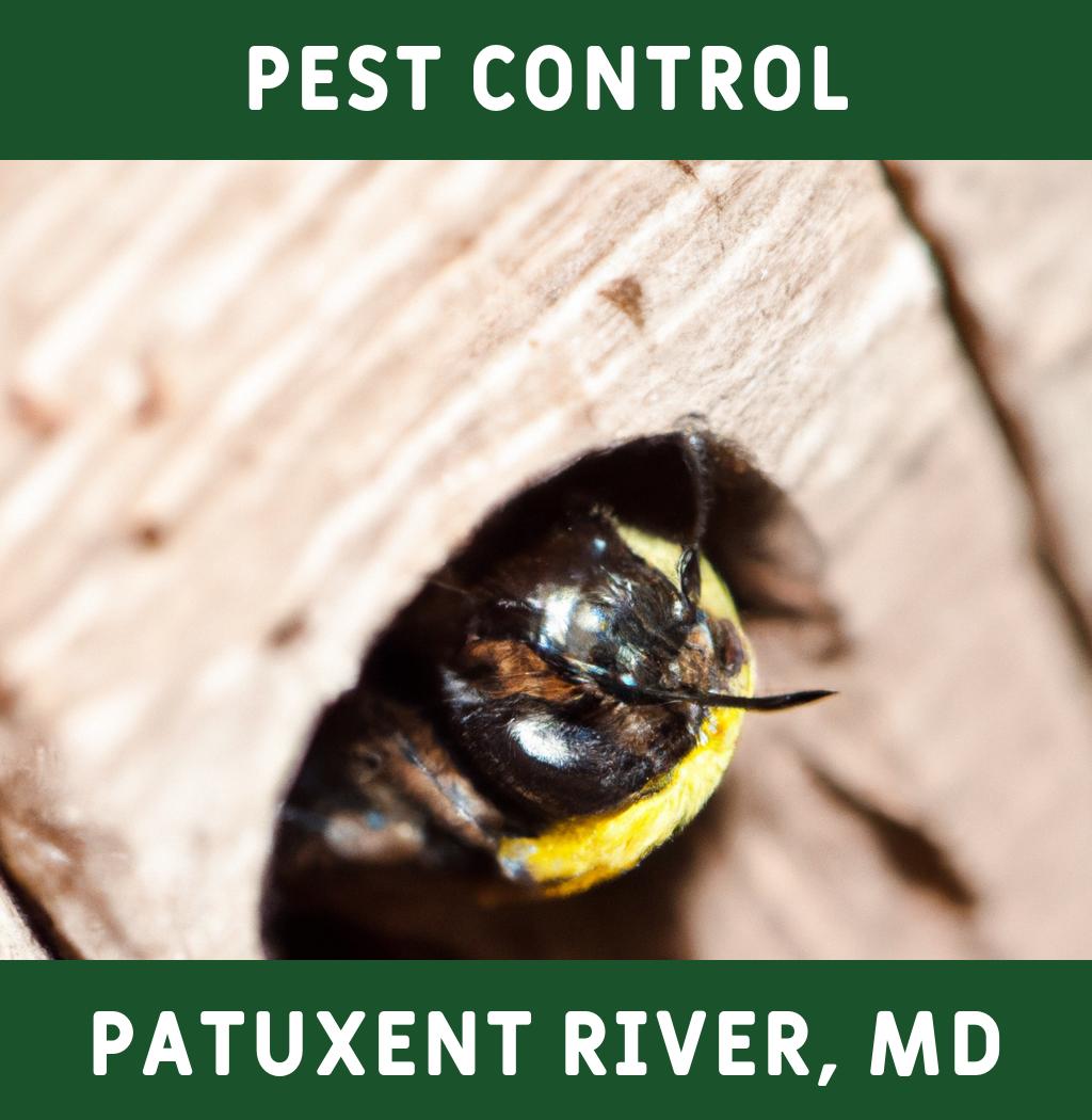 pest control in Patuxent River Maryland