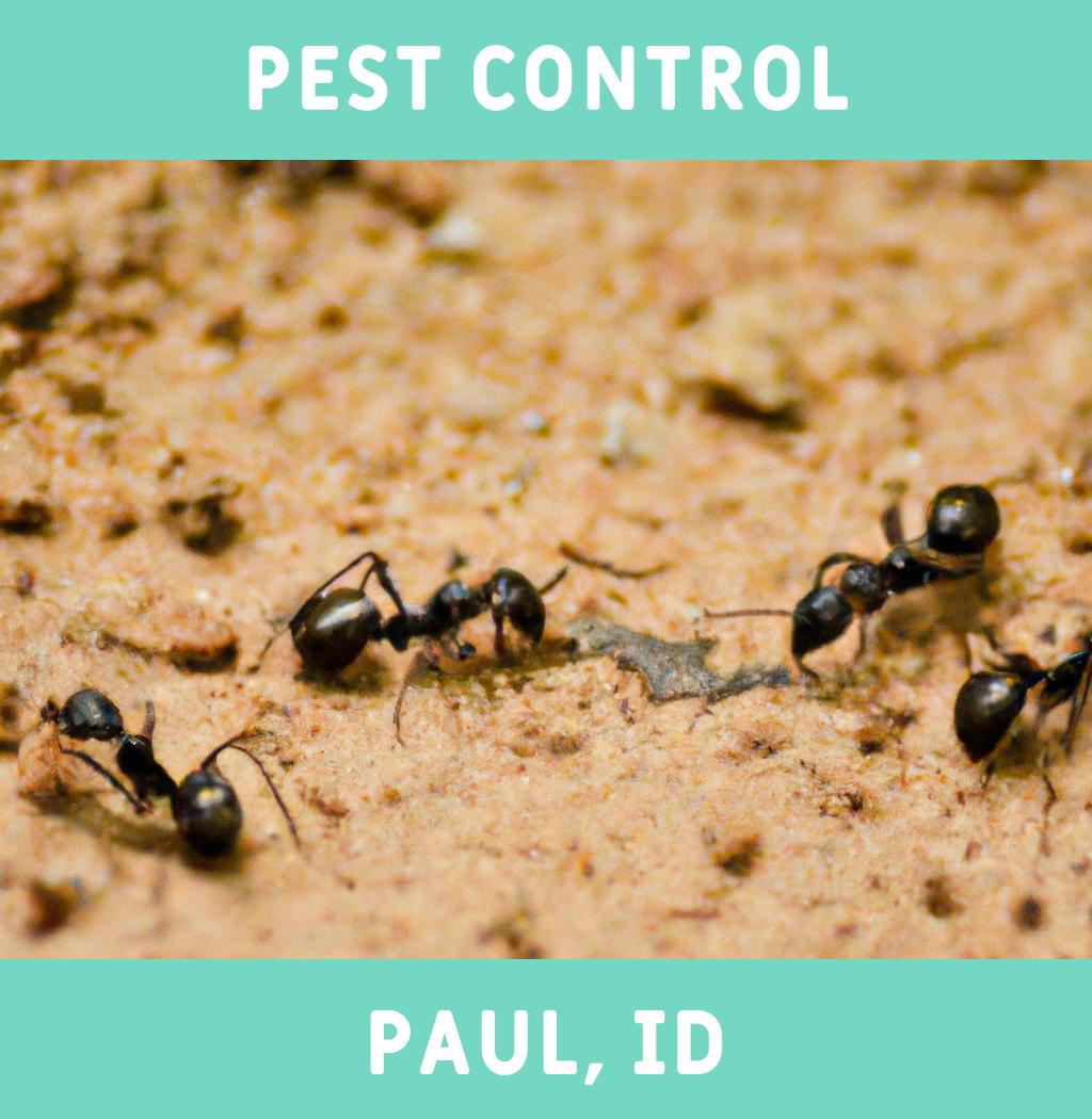 pest control in Paul Idaho