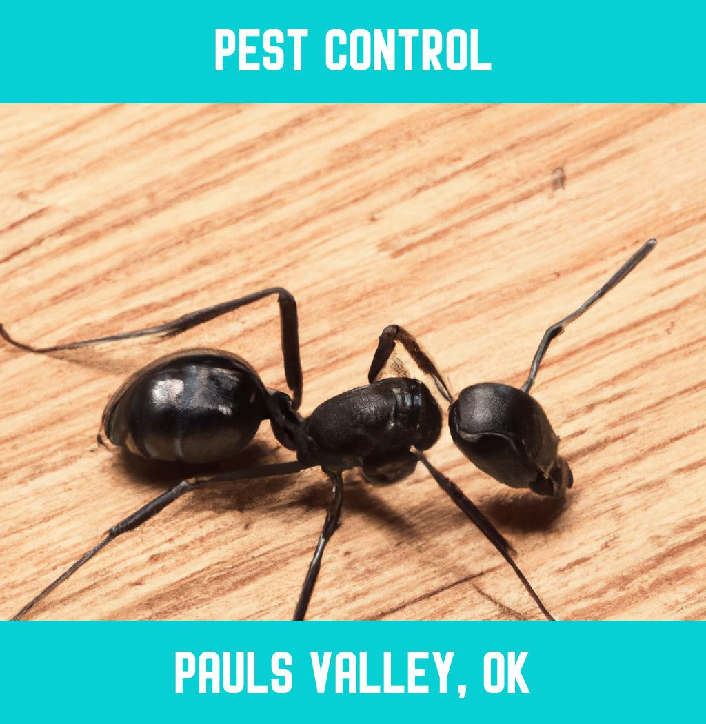 pest control in Pauls Valley Oklahoma