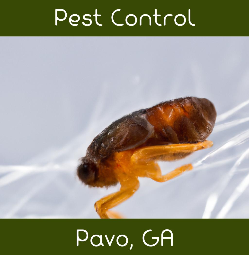 pest control in Pavo Georgia